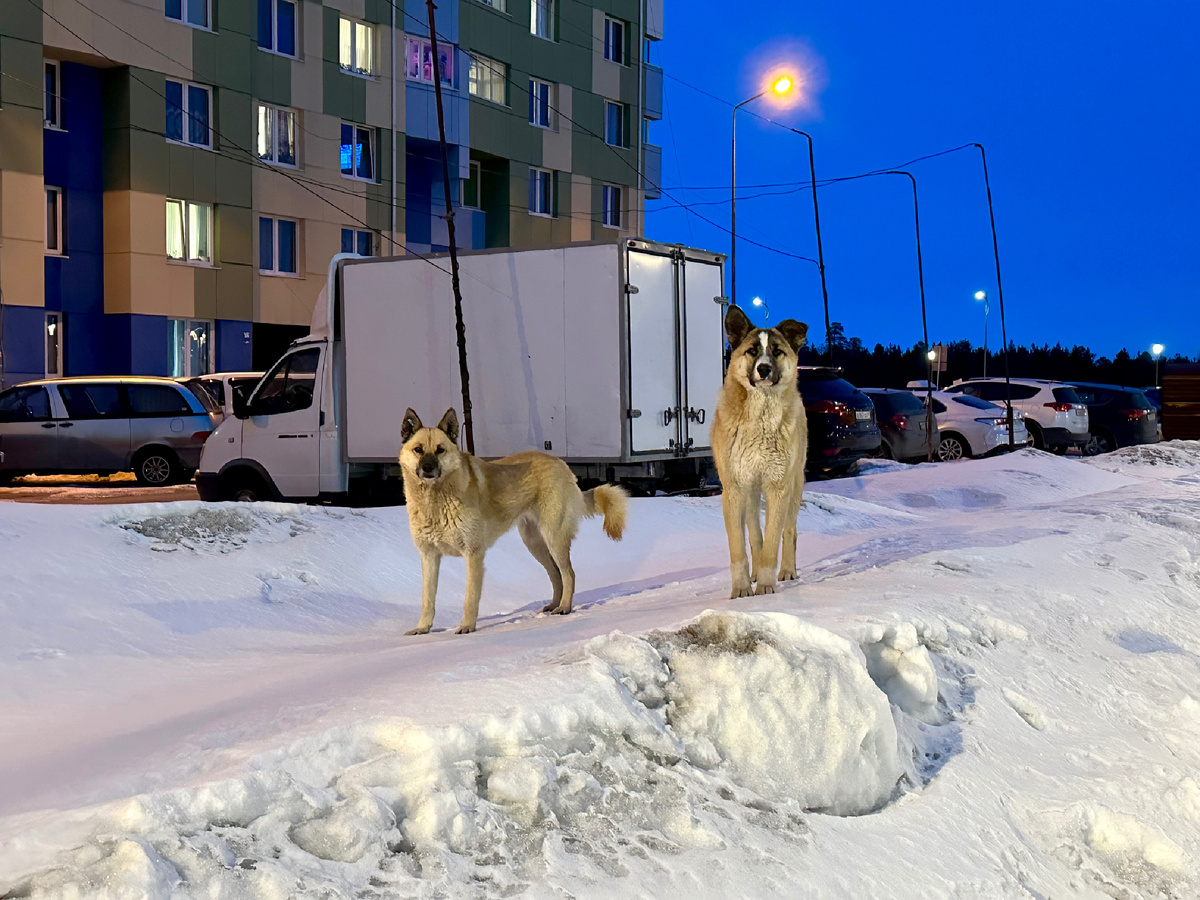 Собаки на апрельском сугробе.