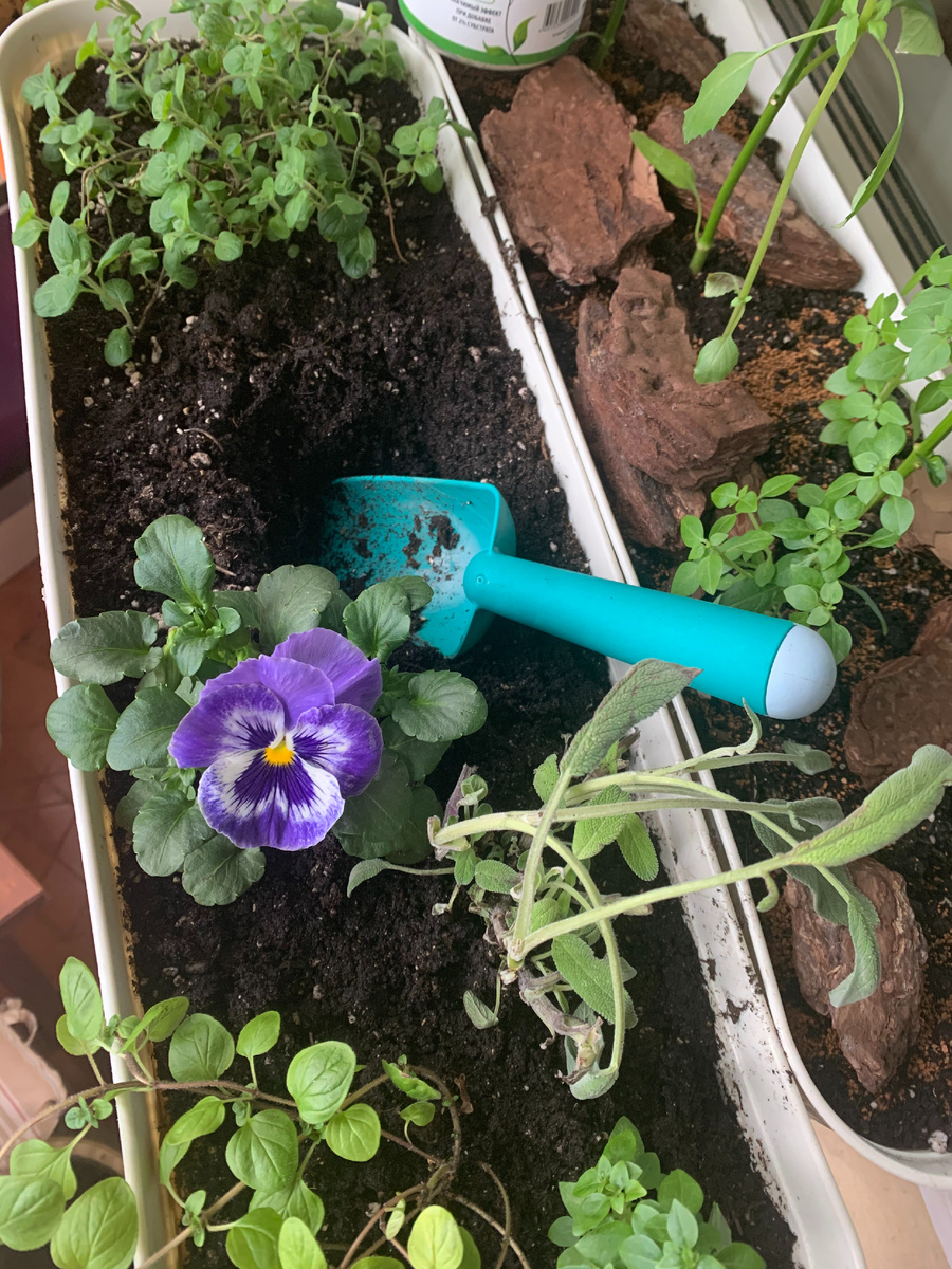 как пикировать рассаду