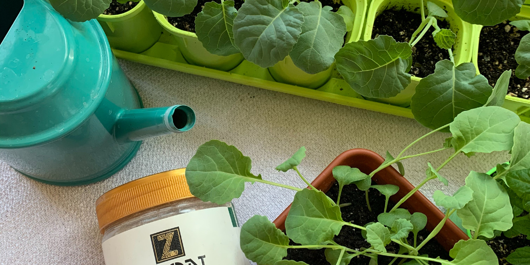 Что делать, если рассада плохо растёт после пикировки? Спасаем ситуацию вместе!