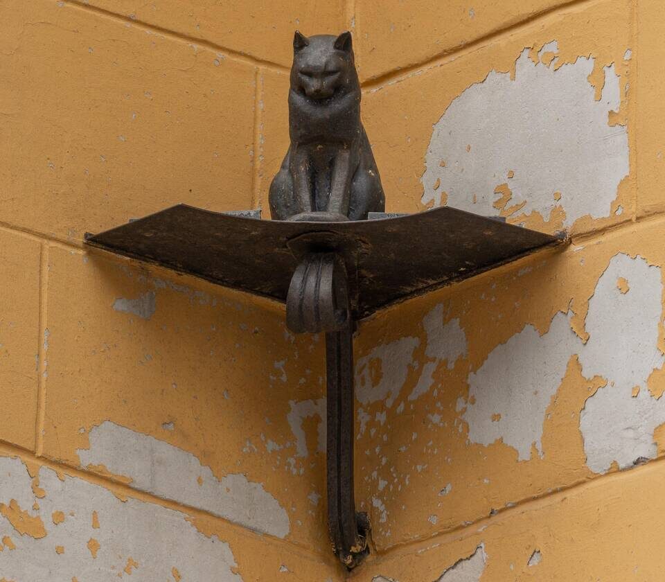 Кот Елисей. Фотография из открытого источника