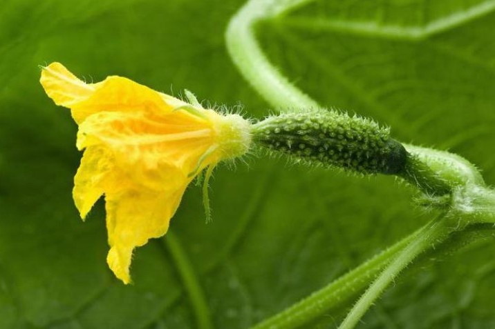 Рассада огурца соседям на зависть: 3 дела и главный инструмент. Чтобы не вытянулся, не чах, был мощным и красивым. Агрономы советуют