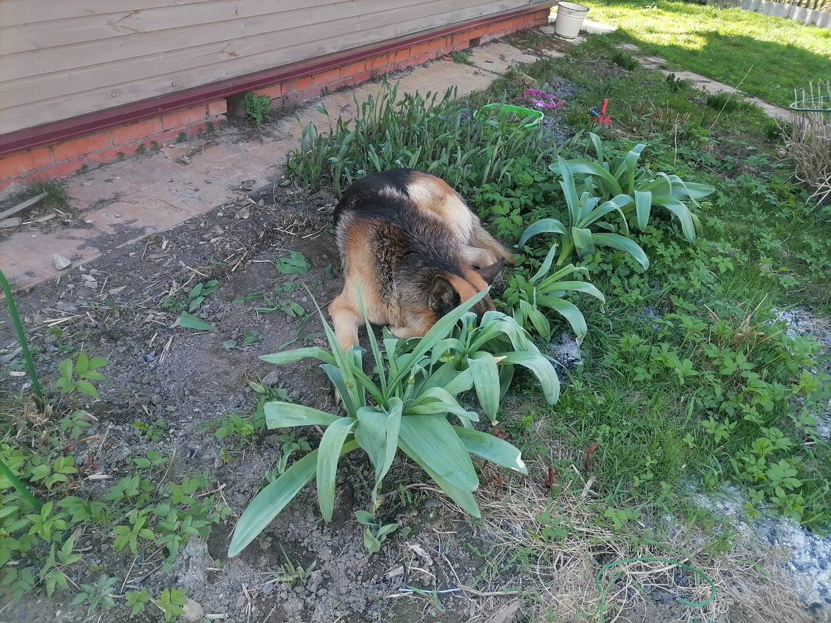 Фредик спрятался