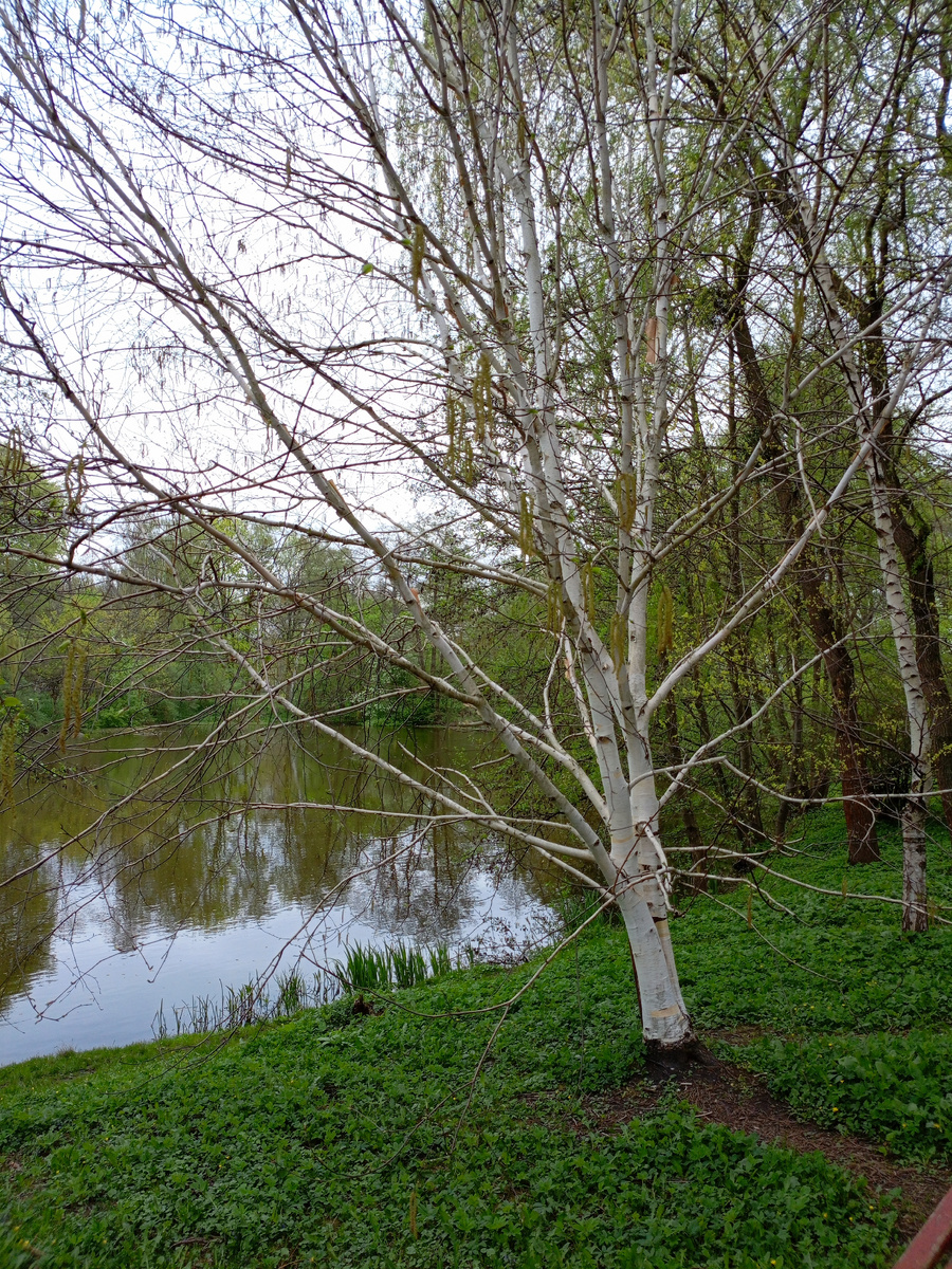 Вид на пруд в Ботаническом саду