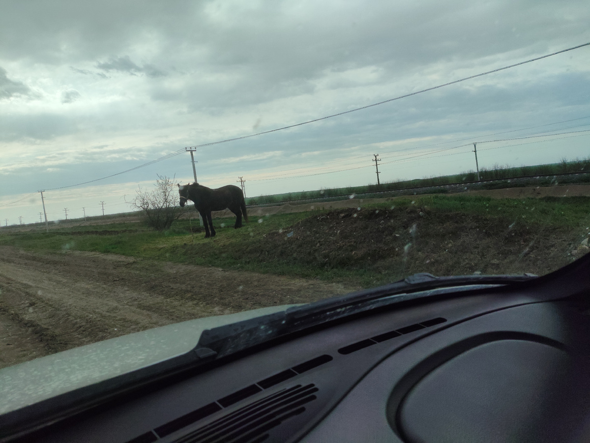 Лошадка. Ёжика не видать, как и тумана ))