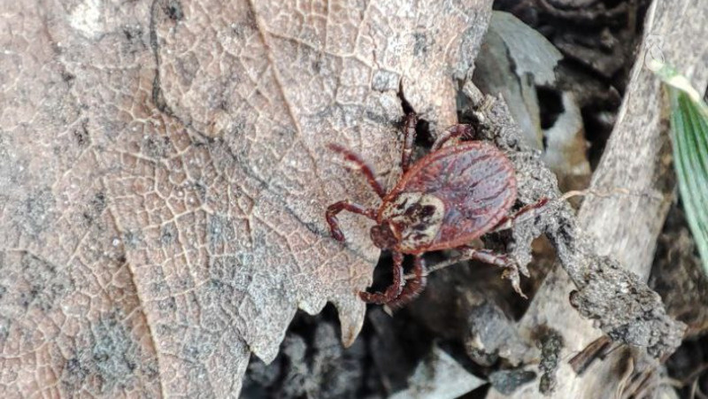      Фото: Юлия Яковенко / / ИА «Победа26»