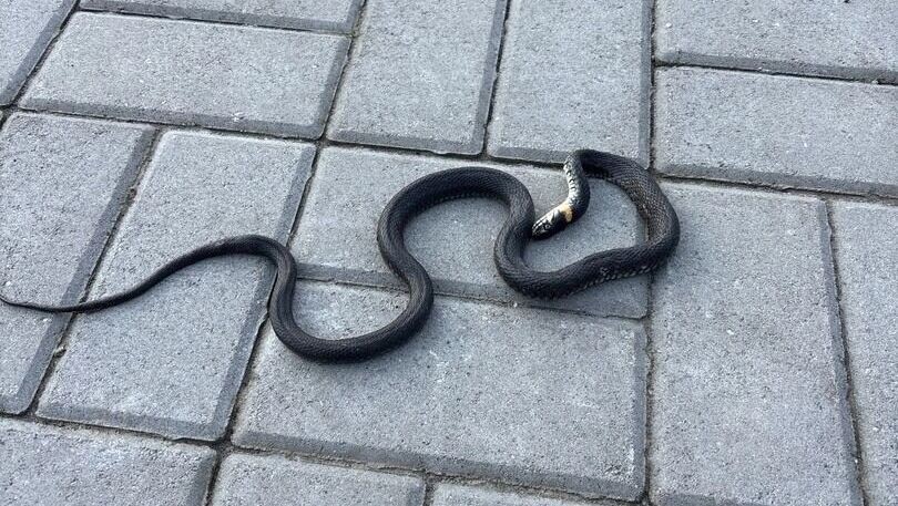     Источник: «Авто Белгород»