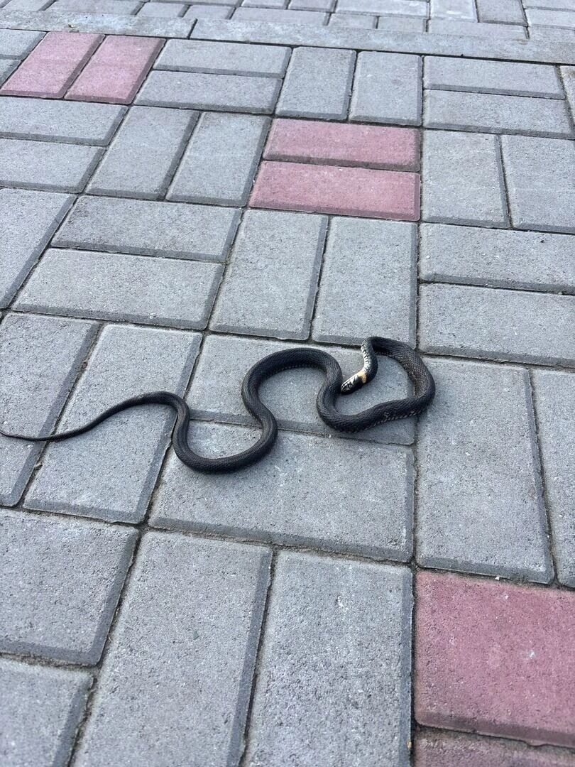     Источник: «Авто Белгород»