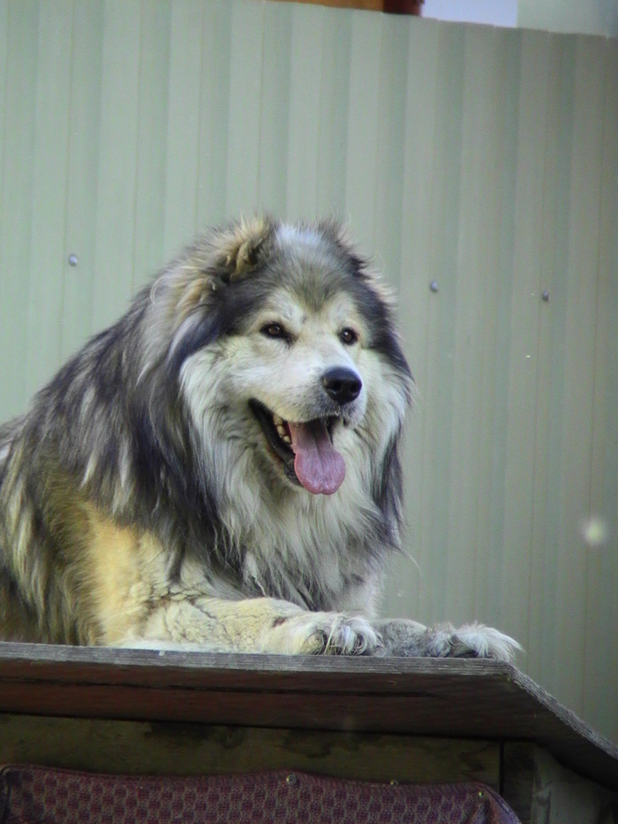 Наш кавказец Барон