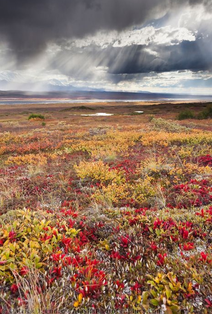 Типичная тундра. Изображение из открытого источника с сайта Pinterest. Используется в иллюстративных целях.