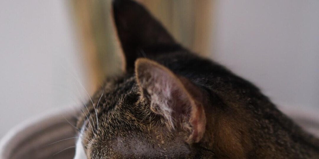 Чистим уши кошке - как это сделать и для чего оно нужно?