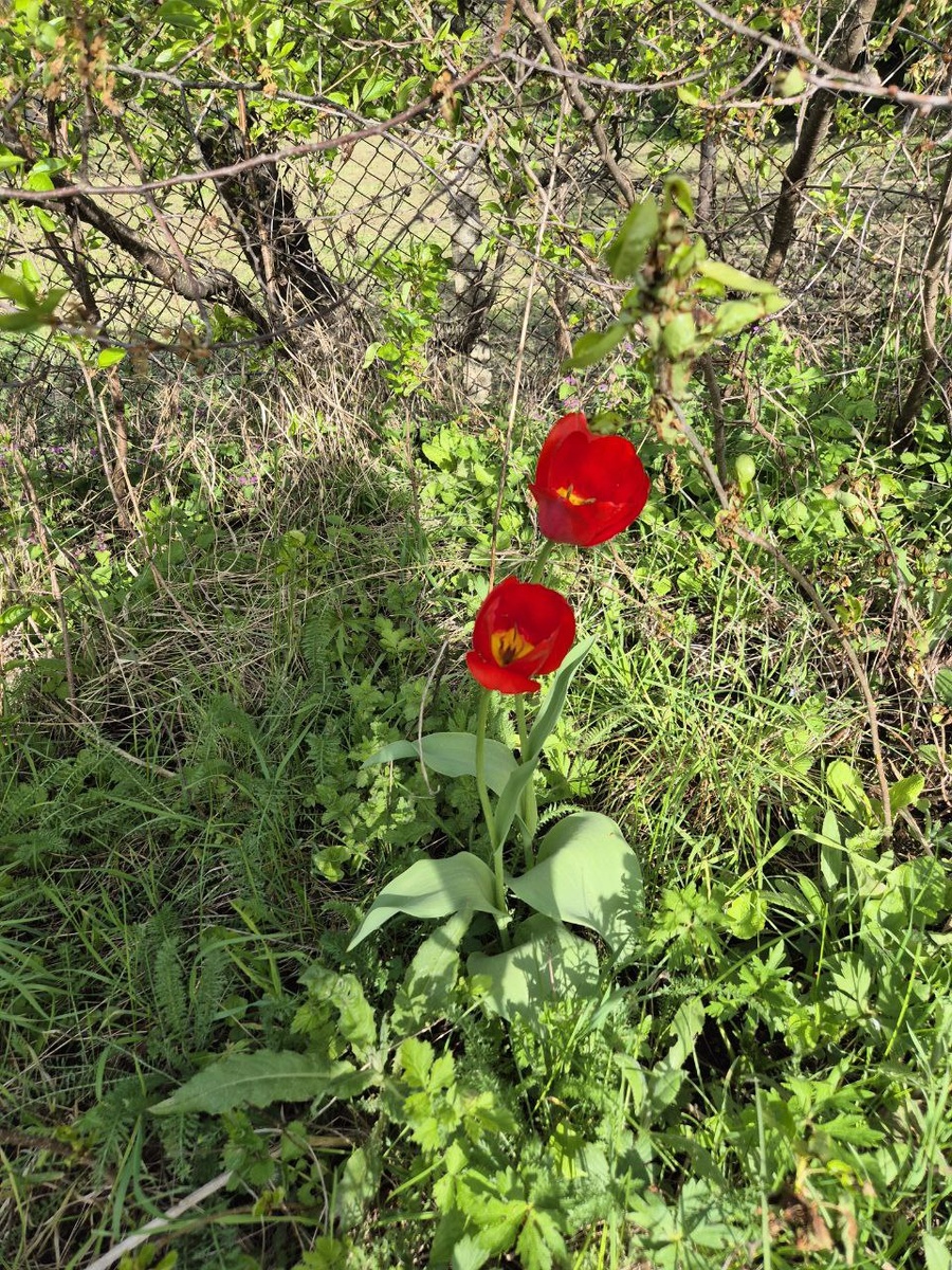 Видимо, ветром от соседей занесло.