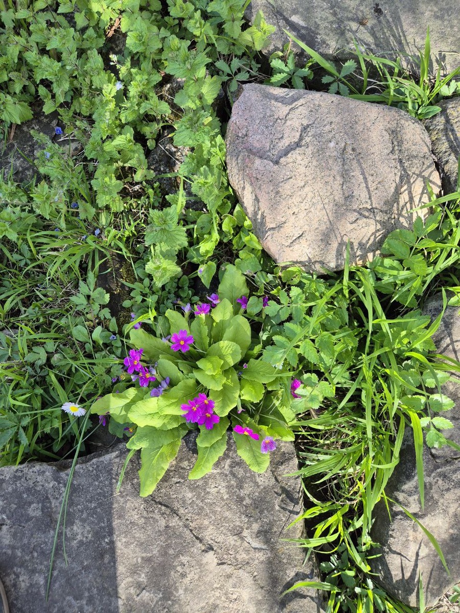 А это сипатичные сорняки на разрушенной дорожке.
