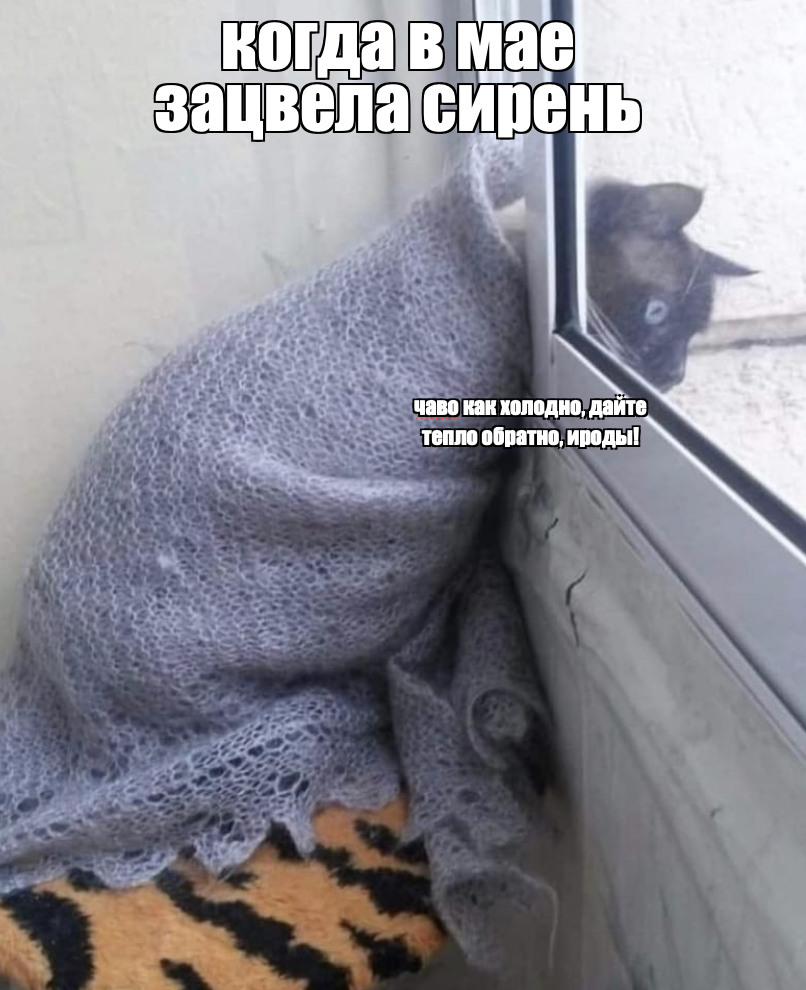 Все мы иногда похожи на этого котика