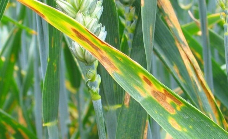    Какой ЭПВ для септориоза озимой и яровой пшеницы: таблица