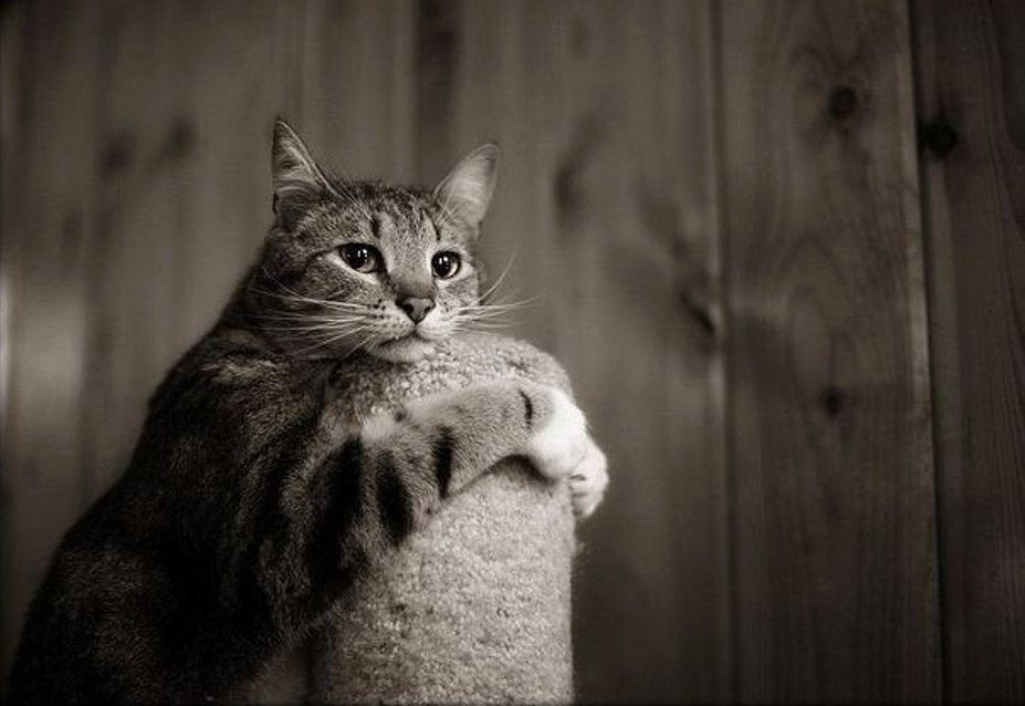 Источник Яндекс-картинки