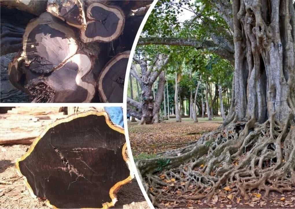 Яндекс картинки