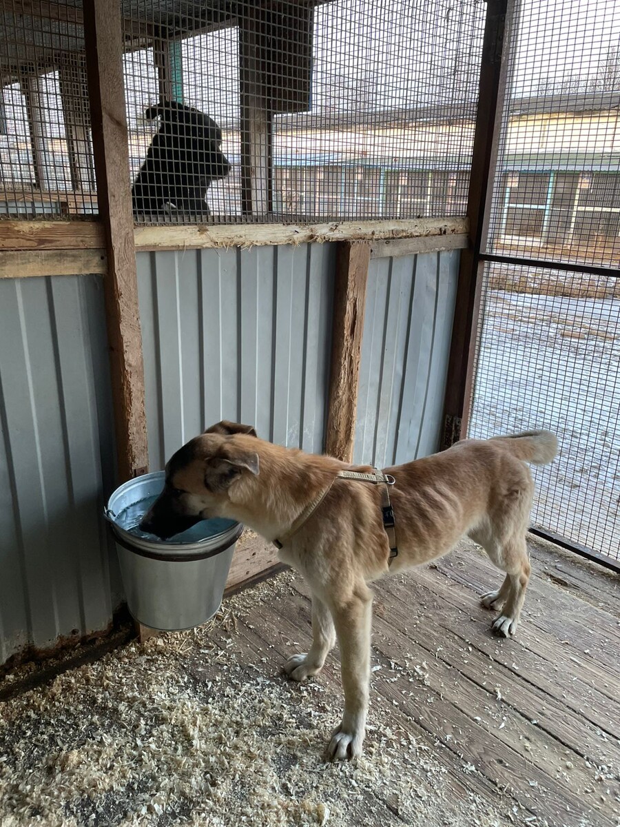 Ох уж эти рёбра