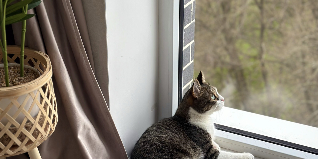 Сколько лет живут кошки?