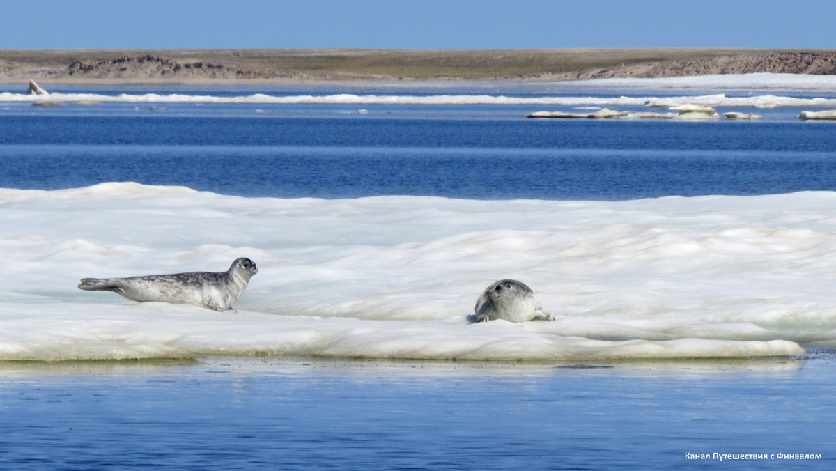 Как вы думаете коллега, что это за синий зверь?