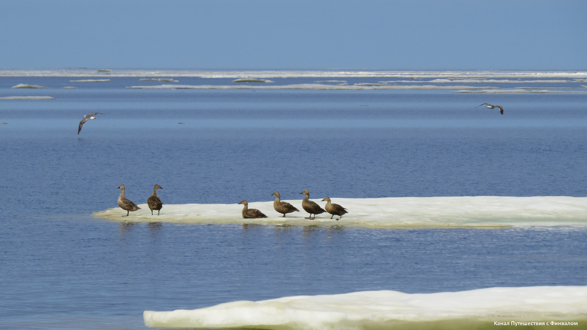 Гаги на отдыхе