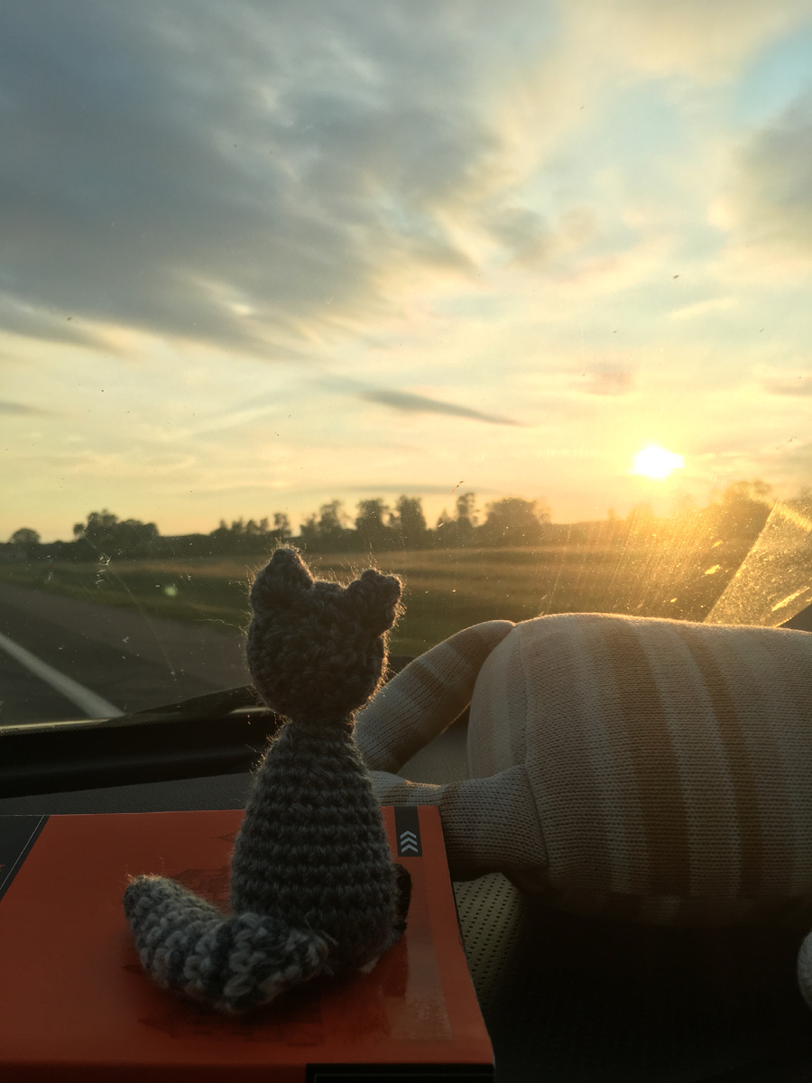 Енот едет в закат 