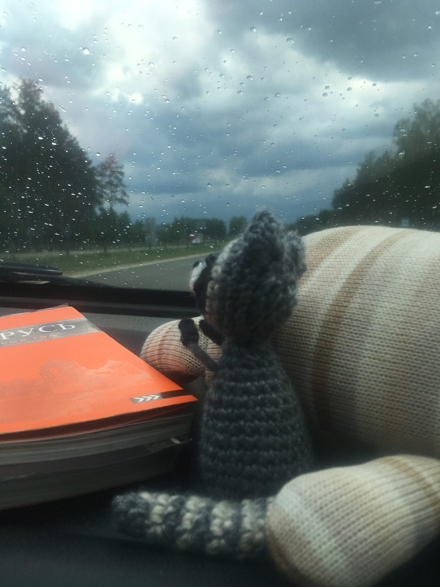 Енот едет в дождь