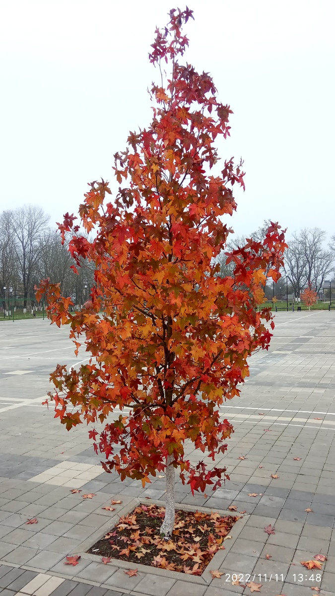 Вот такой красавец радует глаз своим видом.