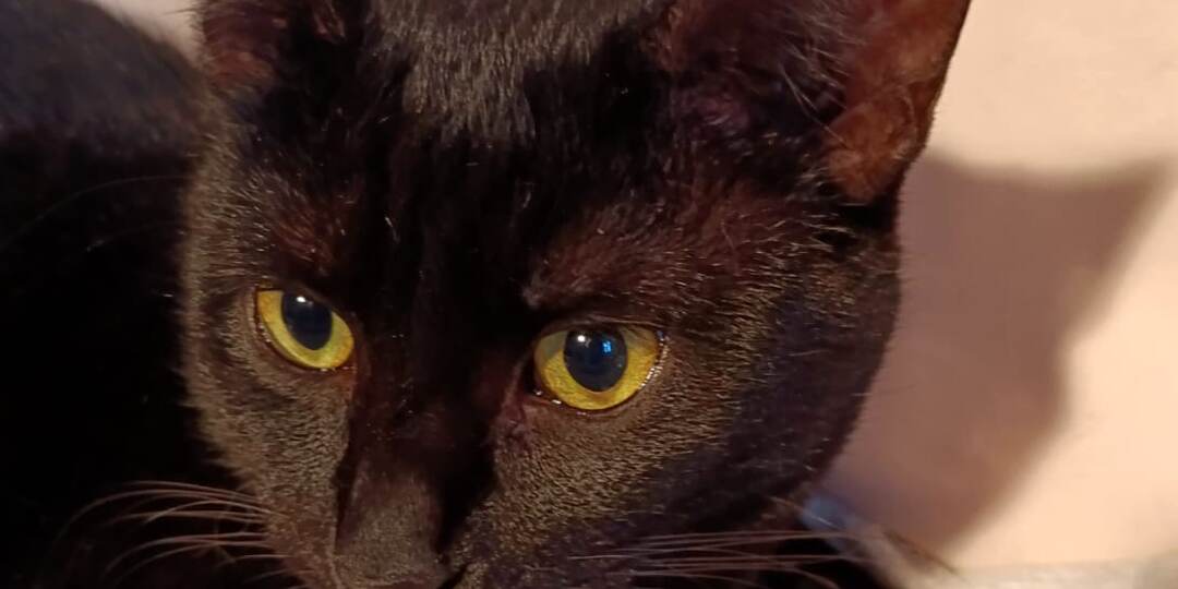 ❗ДОМА❗Малыш Амур жил с мамой на крыше разрушенного здания.