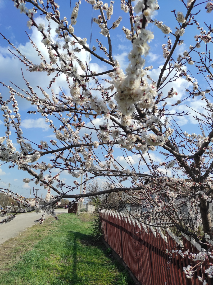 Не видела никогда сакуру, мне представляется, что она так выглядит