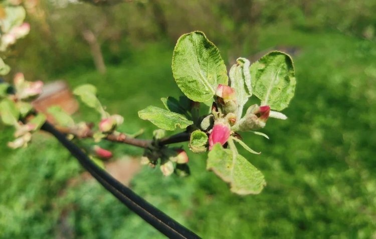    Чем подкормить яблоню весной - просто о сложном