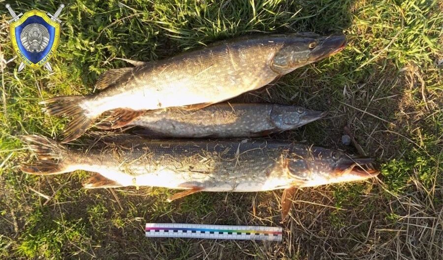    Фото: СК Беларуси / Telegram