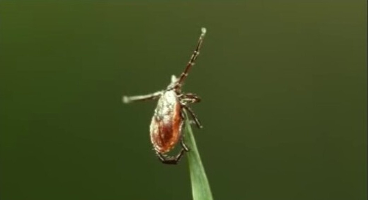    Маленький и очень злой: по официальным данным от укусов клещей пострадали более 80 курян