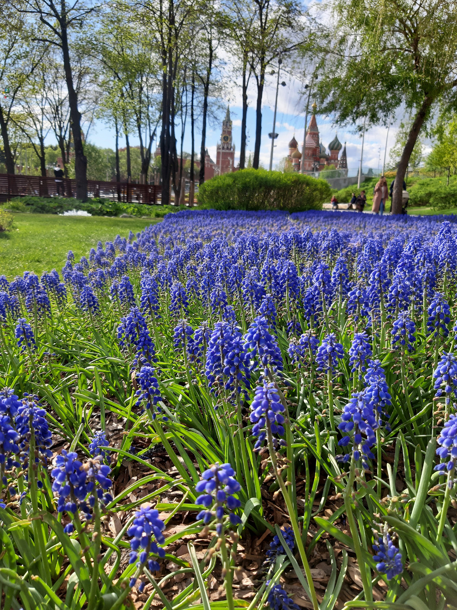 Цветущие Мускари в парке Зарядье. Москва.