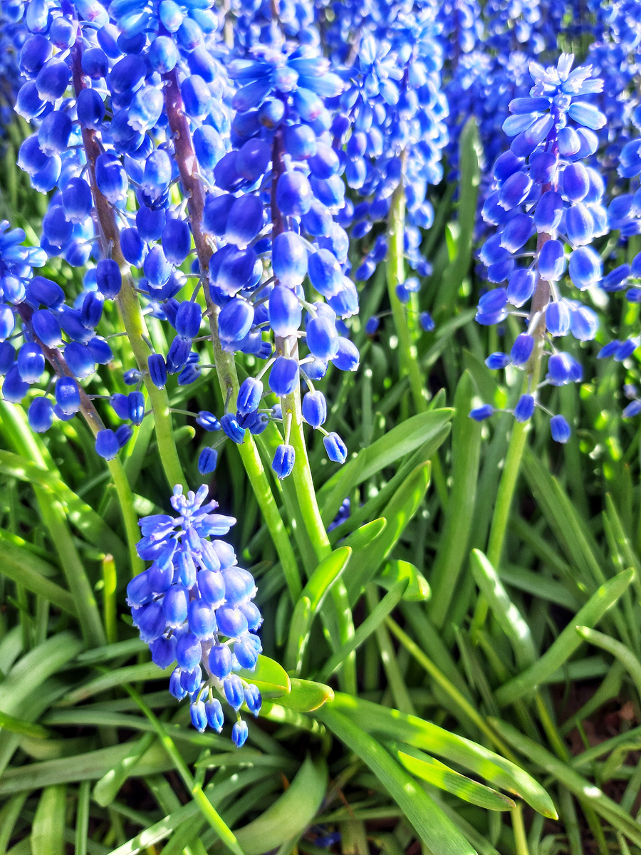 Цветущие Мускари в парке Зарядье. Москва.
