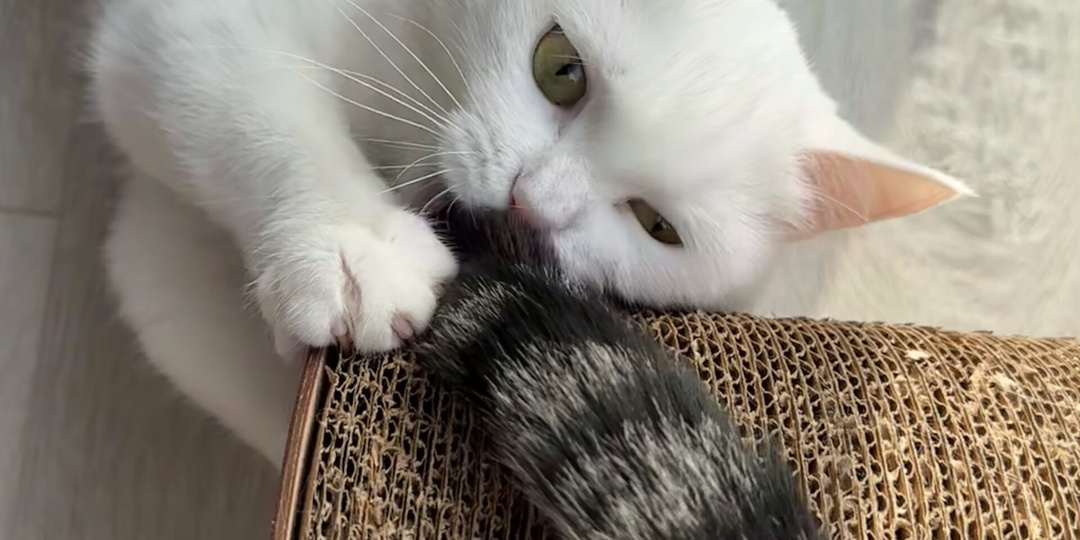 Кошачий хвост - что нужно о нем знать?