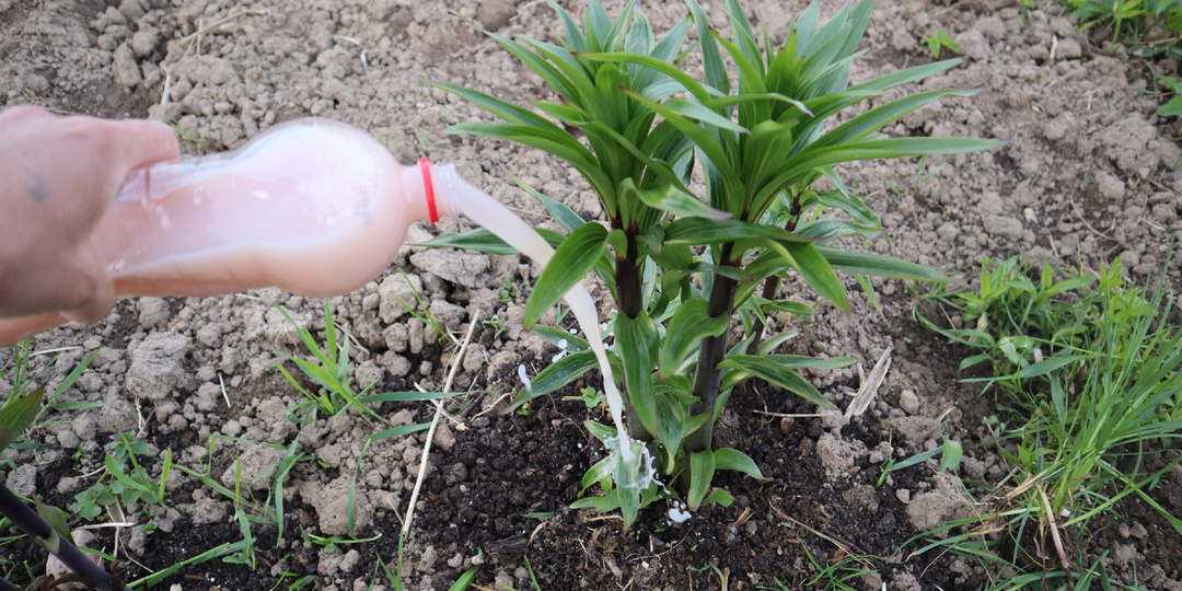 Первая подкормка для лилий весной. Не пропустите, если хотите шикарное цветение полейте этим.