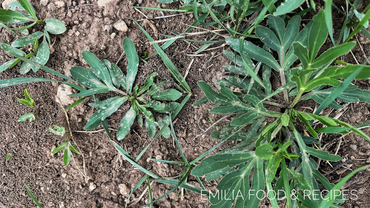 Сибех или резак. Все фото сделаны мной. 