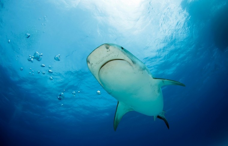    Shutterstock/FOTODOM