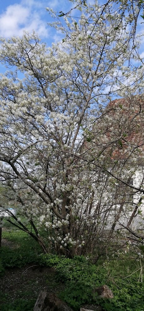 Цветёт ирга