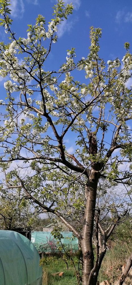 Цветёт черешня