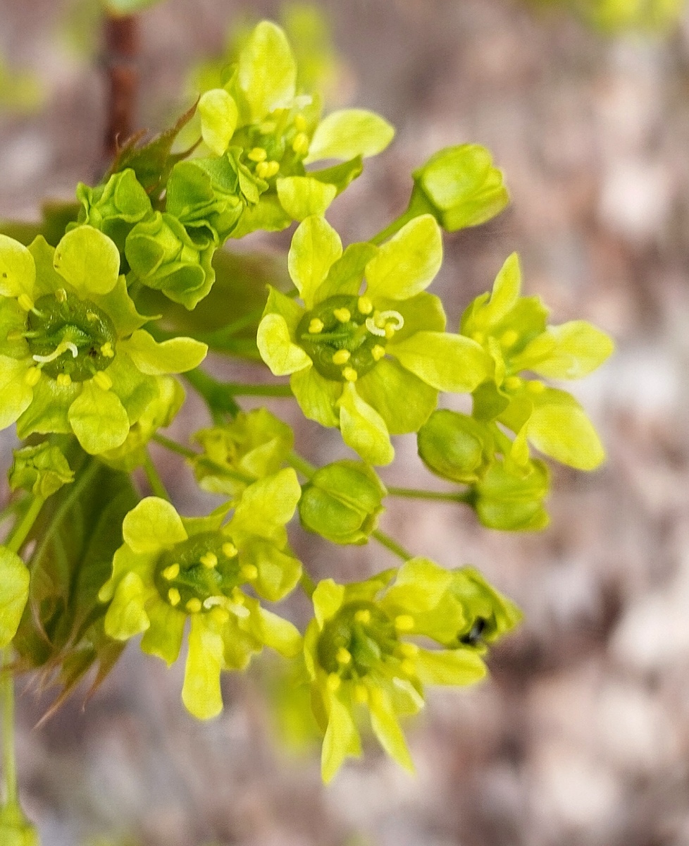 Цветки клёна.