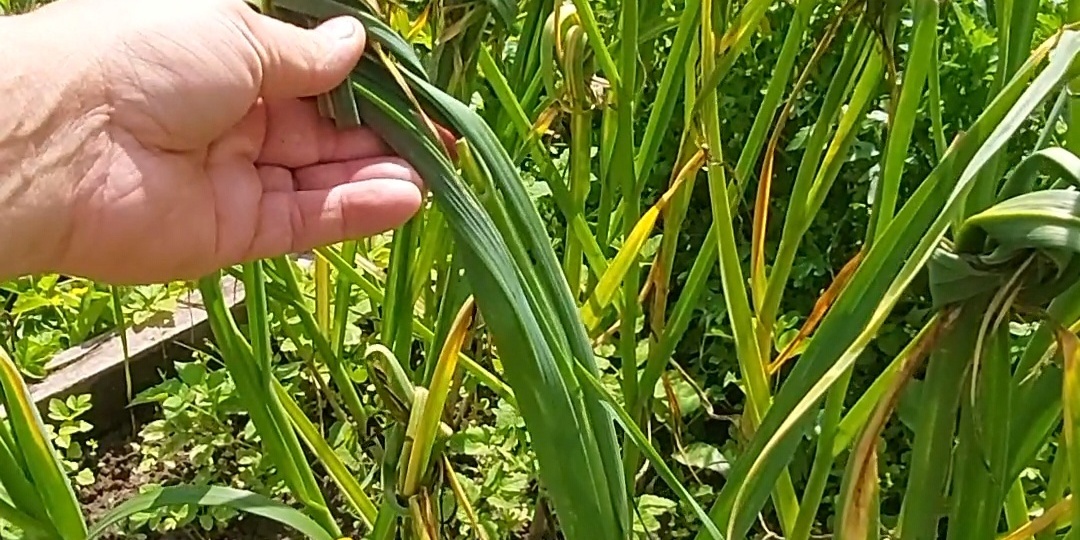 Чеснок ваш друг, враг вампиров и средство от всех бед кроме свиданий.