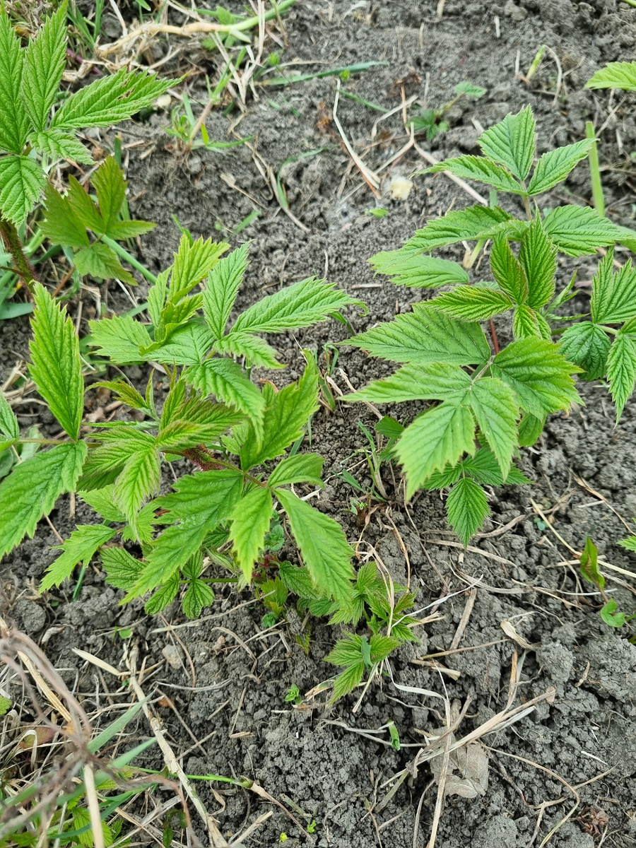 Вот такие вот всходы