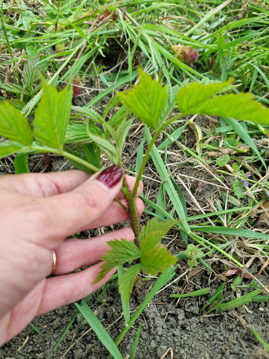 Стволы крепенькие, вполне