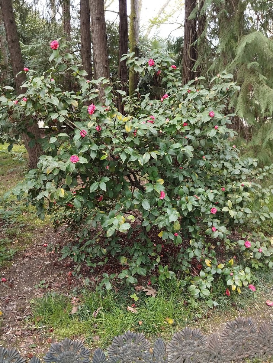 Цветущие кустарники.