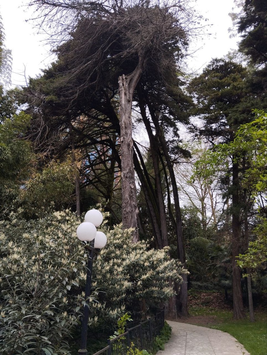 Гигантские деревья.