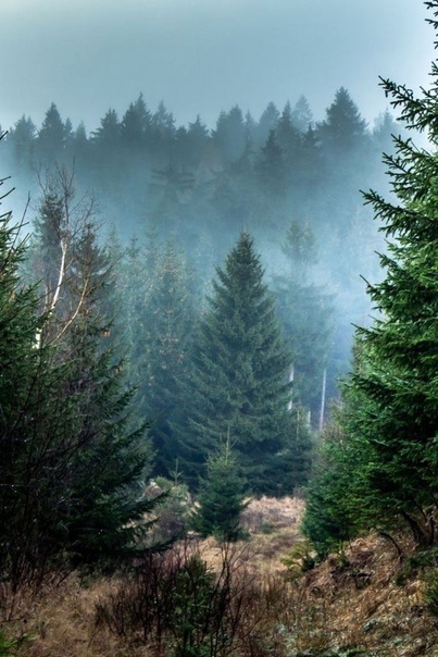 изображение из открытого источника