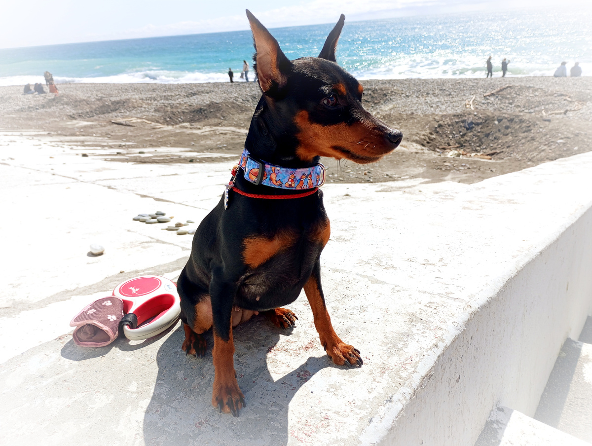 Пробник добермана 