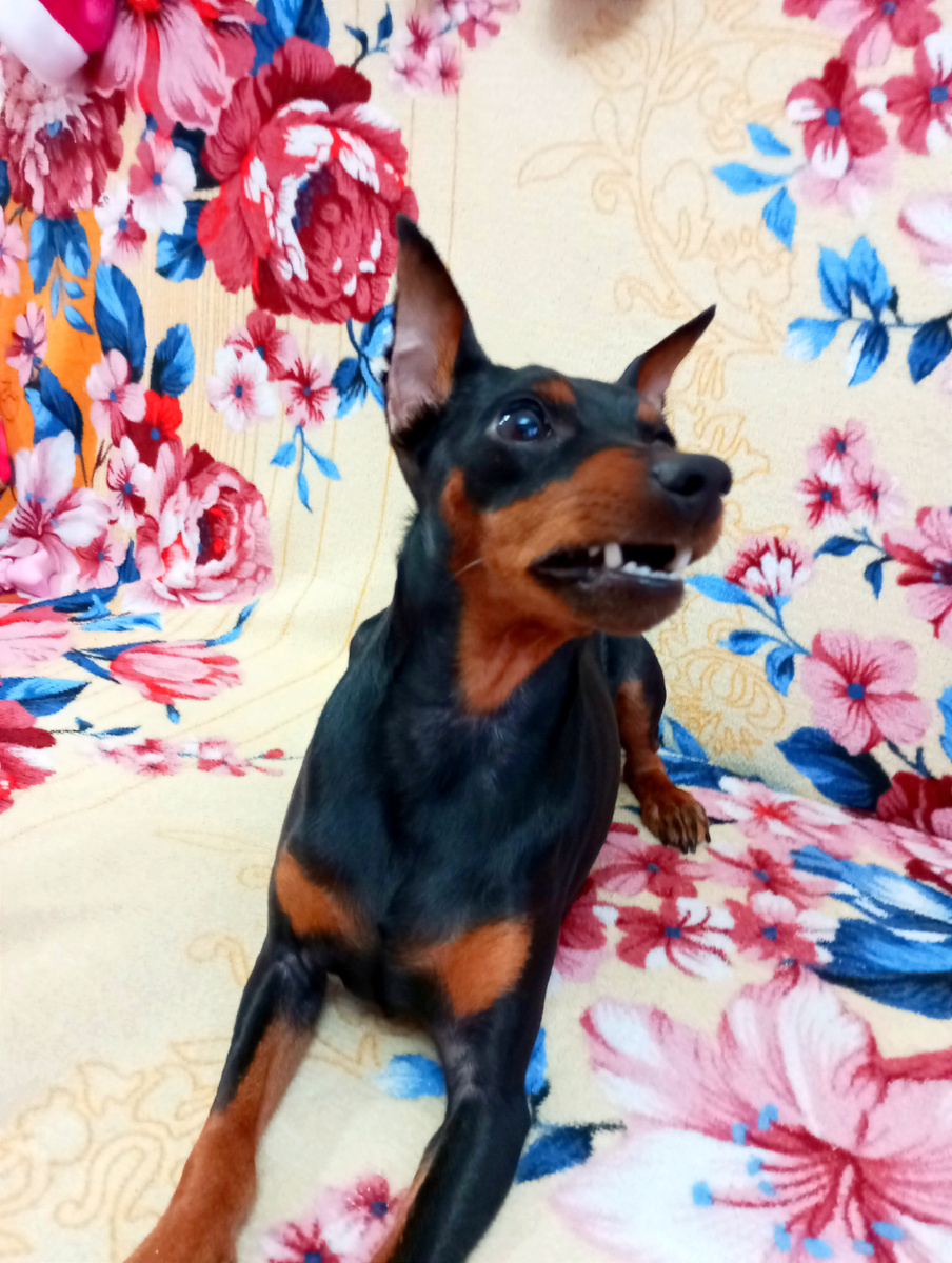 Команда "лежать" выполнена