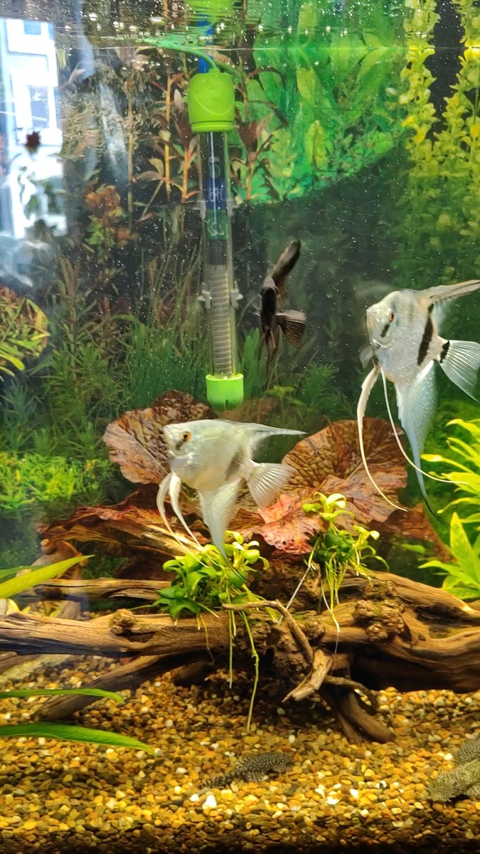 Рыбехи наши  